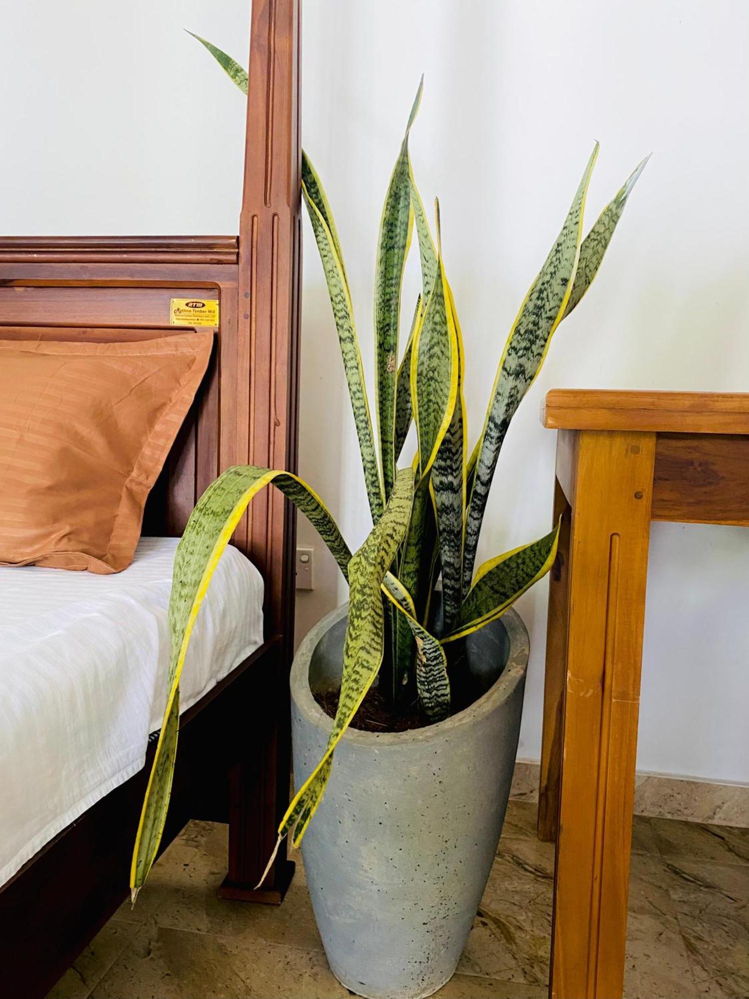 Sasmika Villa Surf And Yoga Hostel 웰리가마 외부 사진